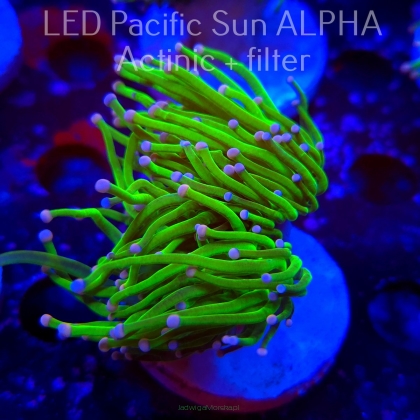 Euphyllia glabrescens CHERNOBYL BLOCK 4 (26.01.2025) 2 HEADS