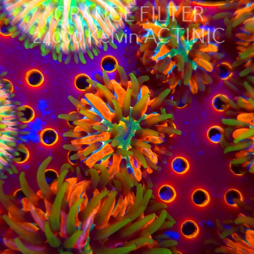 Heliofungia fralinae MALAYSIAN RAINBOW (04.03.2025)  1.5cm