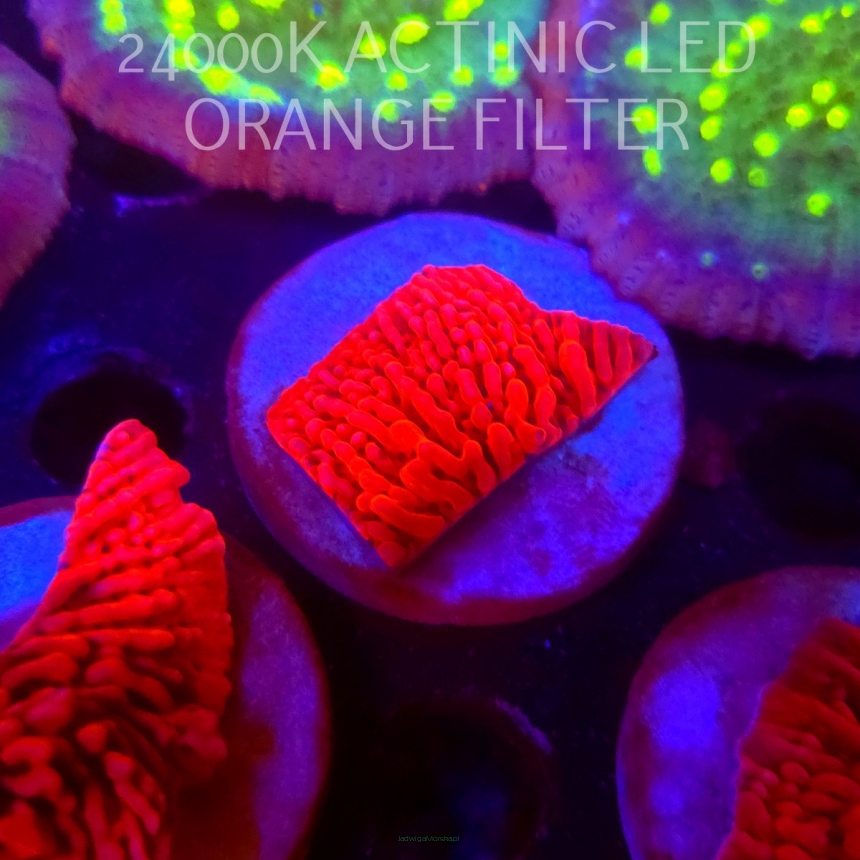 Montipora JASON FOX MEAN STREAK (21.02.2026)  4cm