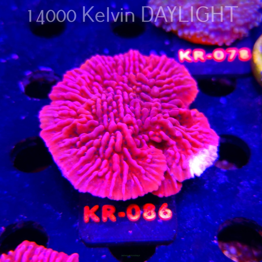 Montipora JASON FOX MEAN STREAK (06.12.2025) KR-086  6cm