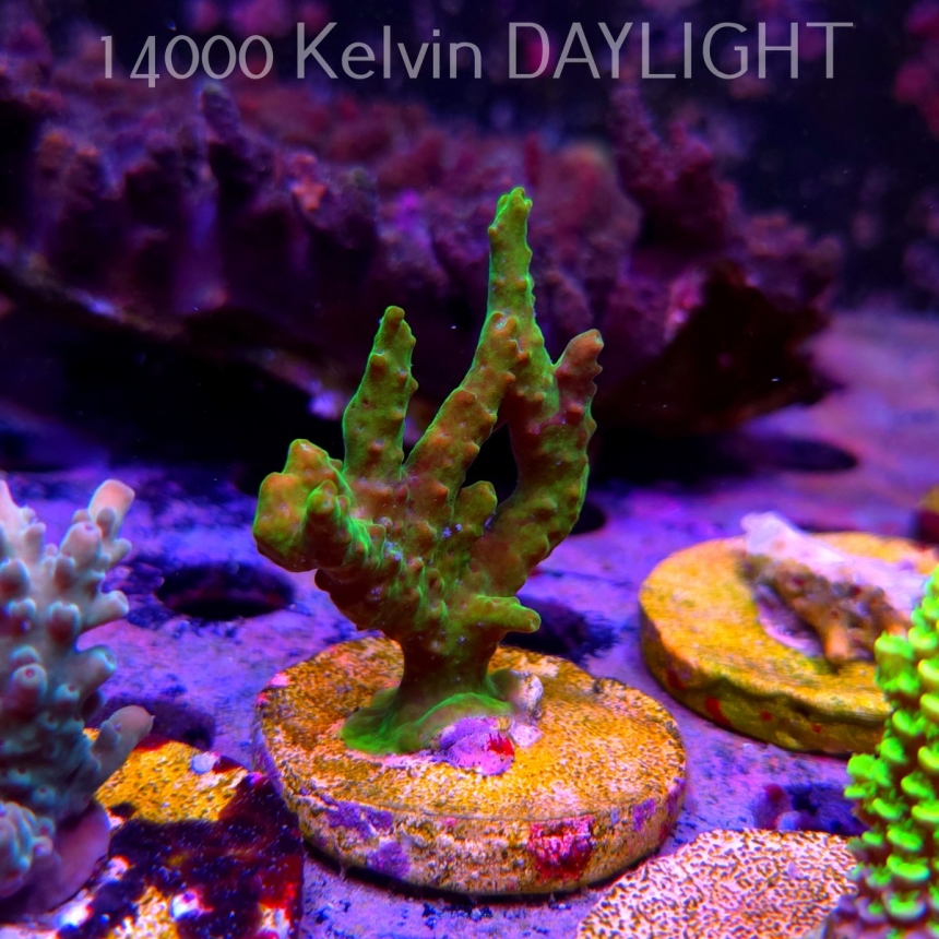 Acropora sp. AUSTRALIA (24.05.2025) L2-III-10  7cm