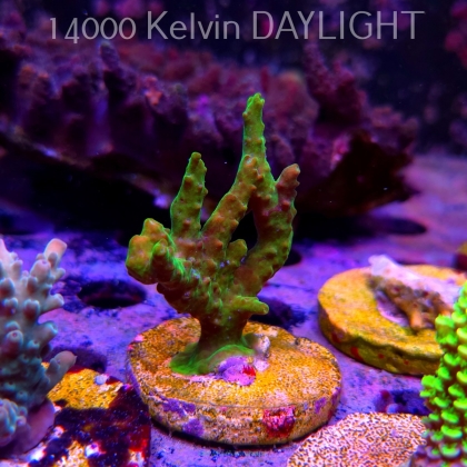 Acropora sp. AUSTRALIA (24.05.2025) L2-III-10  7cm