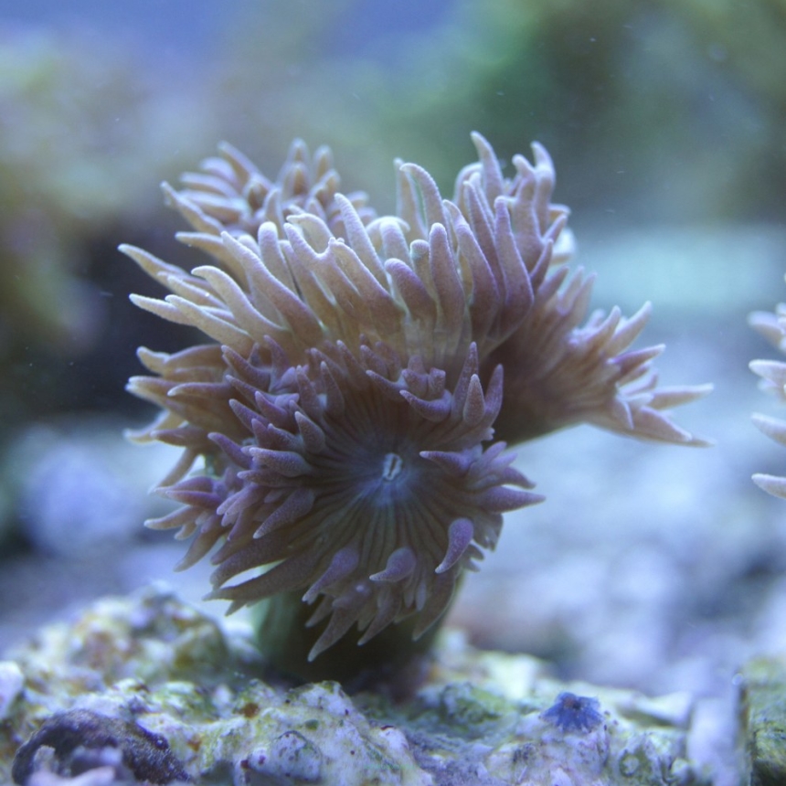 Duncanopsammia axifuga