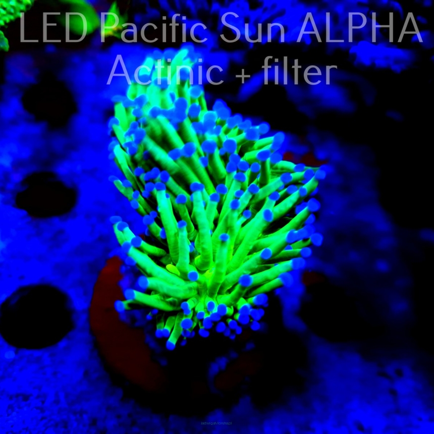 Euphyllia glabrescens Aussie HULK TORCH (08.07.2023) MM1