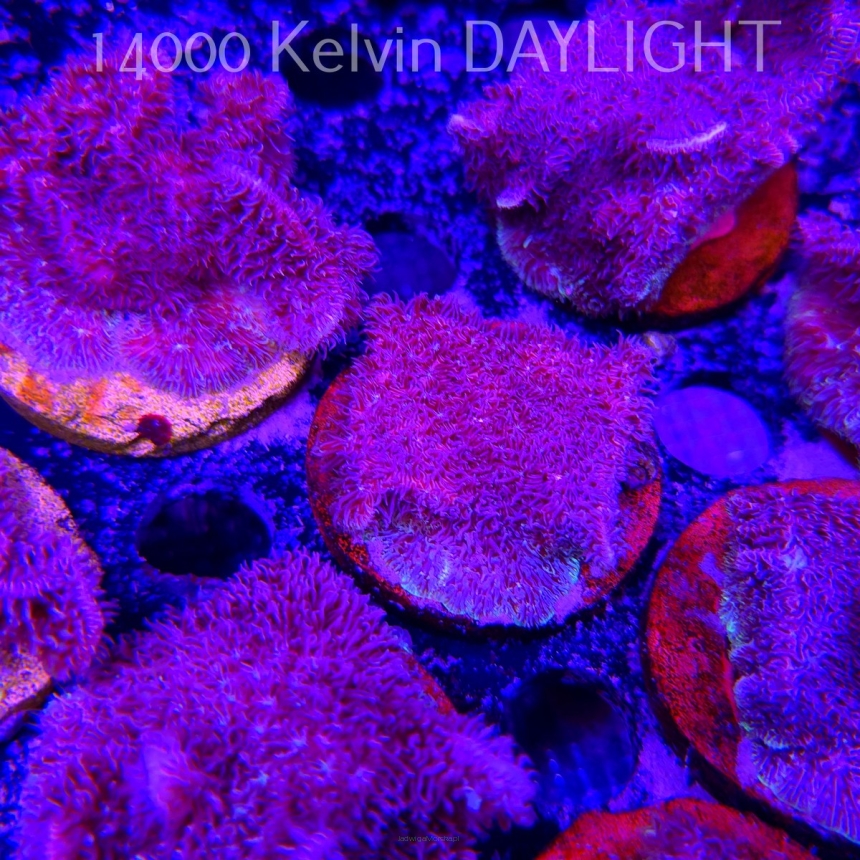 Pavona decussata (19.09.2025)  5cm