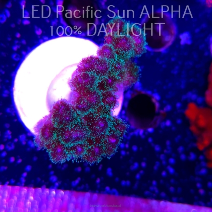 Pocillopora damicornis Bird of Paradise Birdsnest (23.01.2025)  6cm