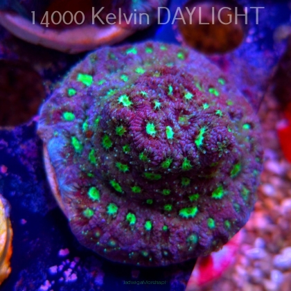 Favites Pentagona War Coral (06.05.2025)  5cm