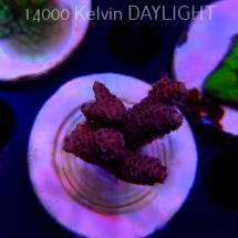 Acropora millepora PINK AUSTRALIA (20.03.2025) L1-I-30  4cm
