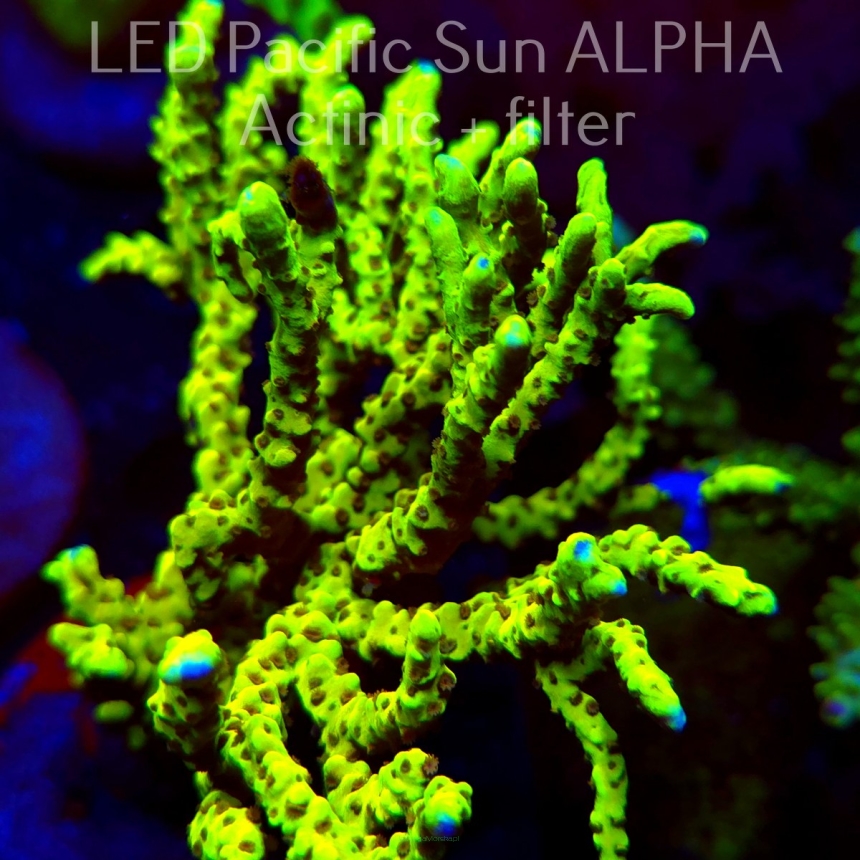 Anacropora WWC SLIMEBALL (19.01.2025) L2-II-32  14cm