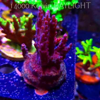 Acropora sp AUSTRALIA (24.05.2025) L2-II-32  8cm