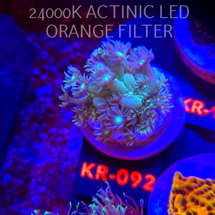 Goniopora GREEN-BLUE LONG POLYP (01.02.2026) KR-045  4cm