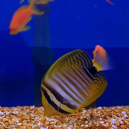 Zebrasoma veliferum rozmiar 7 cm