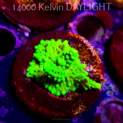Acropora formosa TOXIC GREEN (08.04.2025) MM6-I-3  3cm