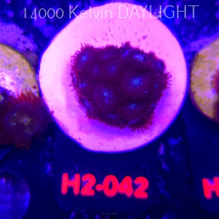 Zoanthus BLUE (01.12.2025) 16P+  H2-042