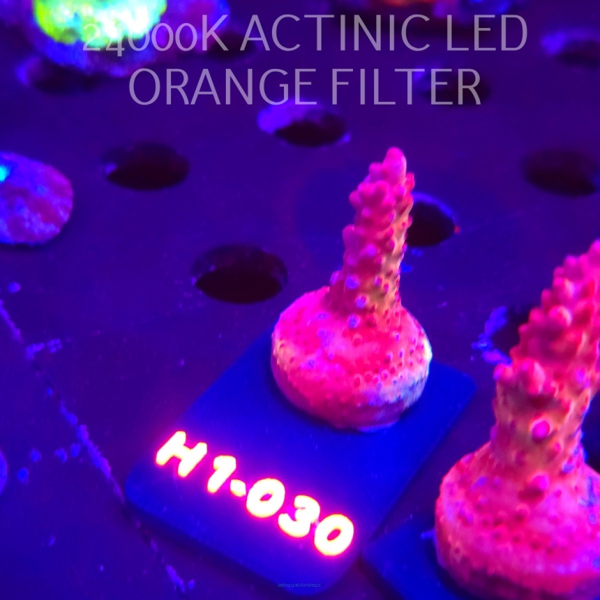 Acropora CHERRY BLOSSOM (01.02.2026) H1-030  4cm