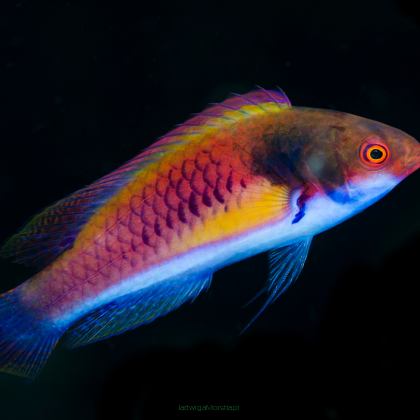 (PARA) Cirrhilabrus ryukyuensis 8 + 9 cm