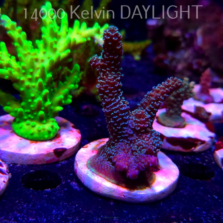 Acropora spathulata BLUE (19.06.2025) L3-III-27 9cm