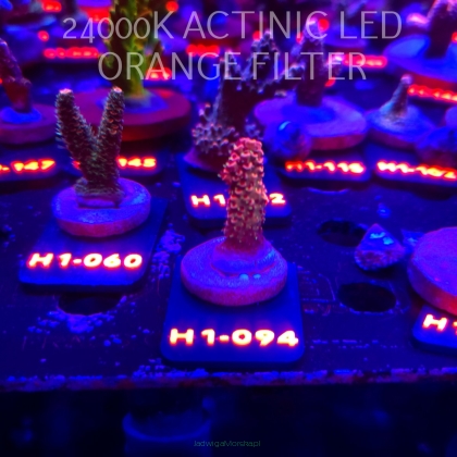 Acropora spathulata CORAL SEA ULTRA RED (02.02.2026) H1-094  3cm