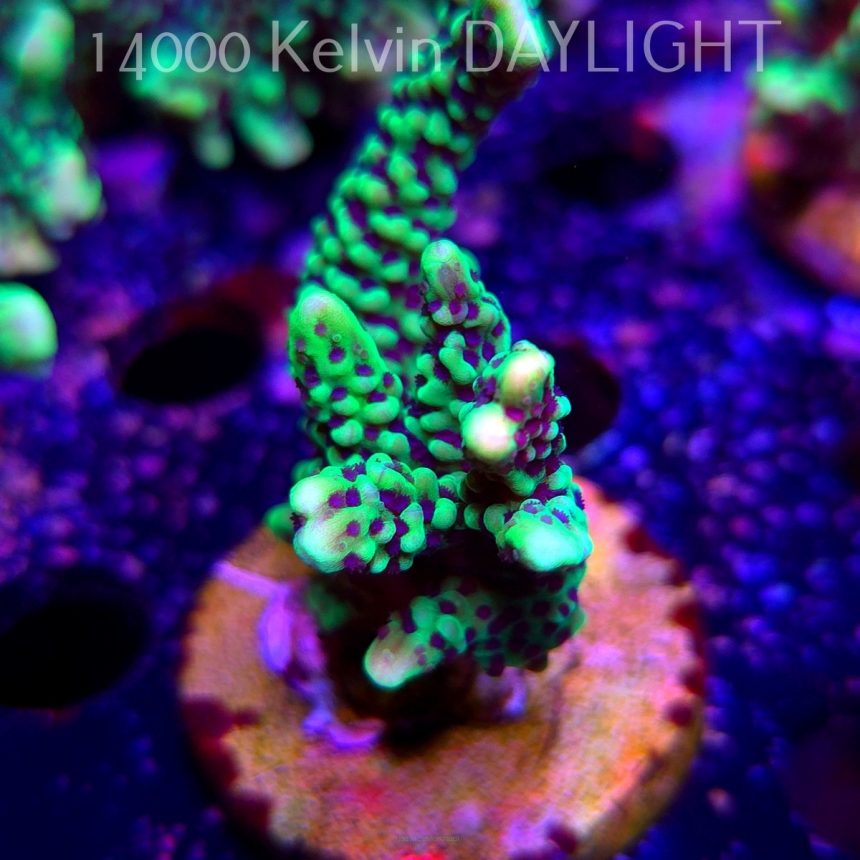 Montipora peltiformis (18.05.2025)  7cm