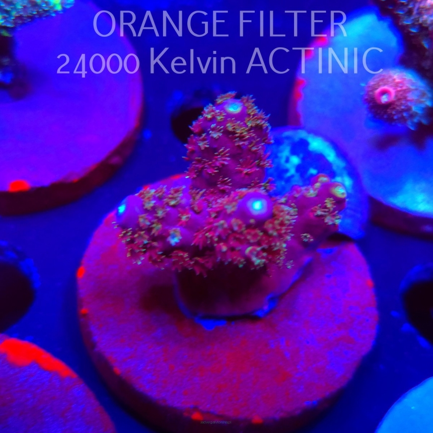 Acropora anthocersis PEACH PASSION (04.10.2025)  4cm