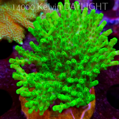 Acropora WWC Castells Banana (08.05.2025) MM1-II-15  8cm