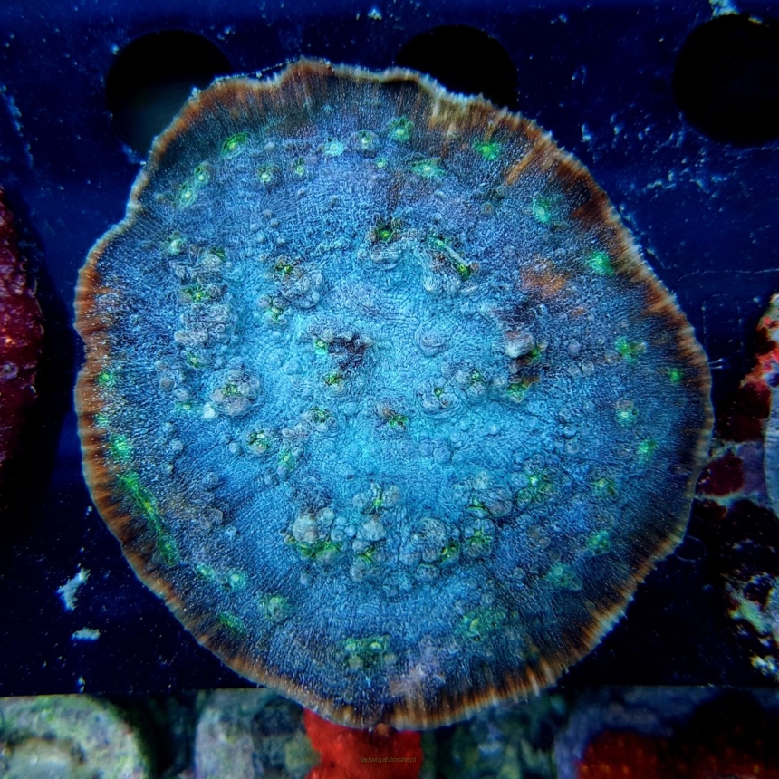 Echinopora spp. navy blue green spots