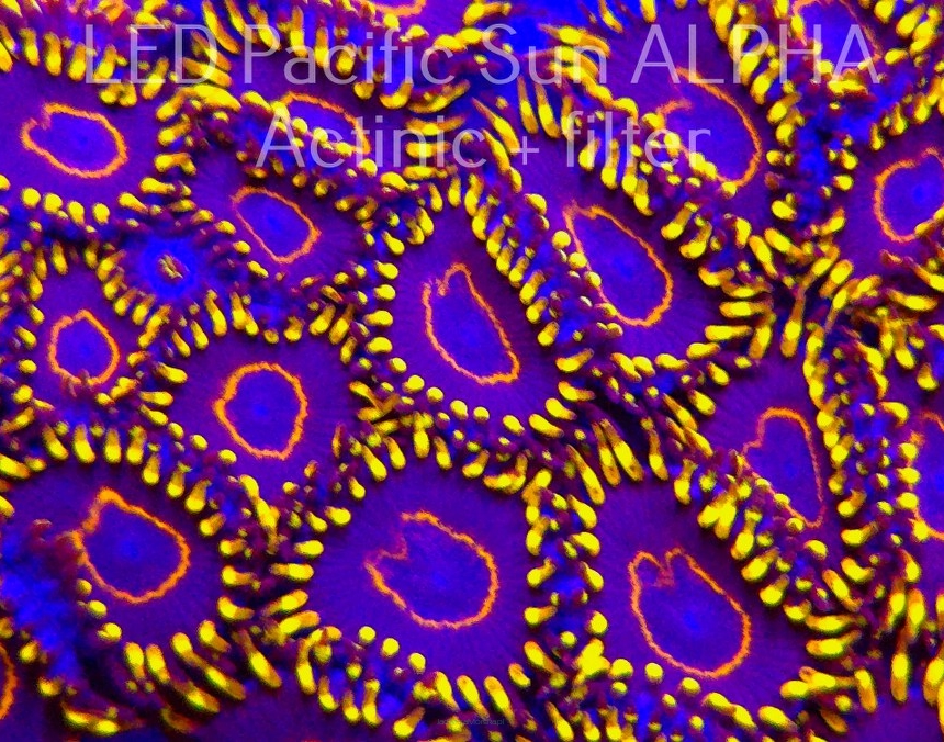  Zoanthus PURPLE HORNET ZOA (10.09.2024)  20P