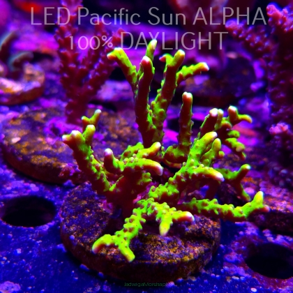 Anacropora WWC SLIMEBALL (23.11.2024) L2-II-4  7cm