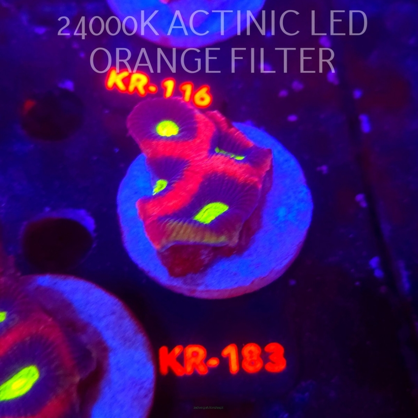 Favites complanata OG DRAGON SOUL (21.02.2026) KR-183  5cm