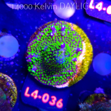 Acropora sp. PREMIUM AUSTRALIA (06.01.2026) L4-036  5cm