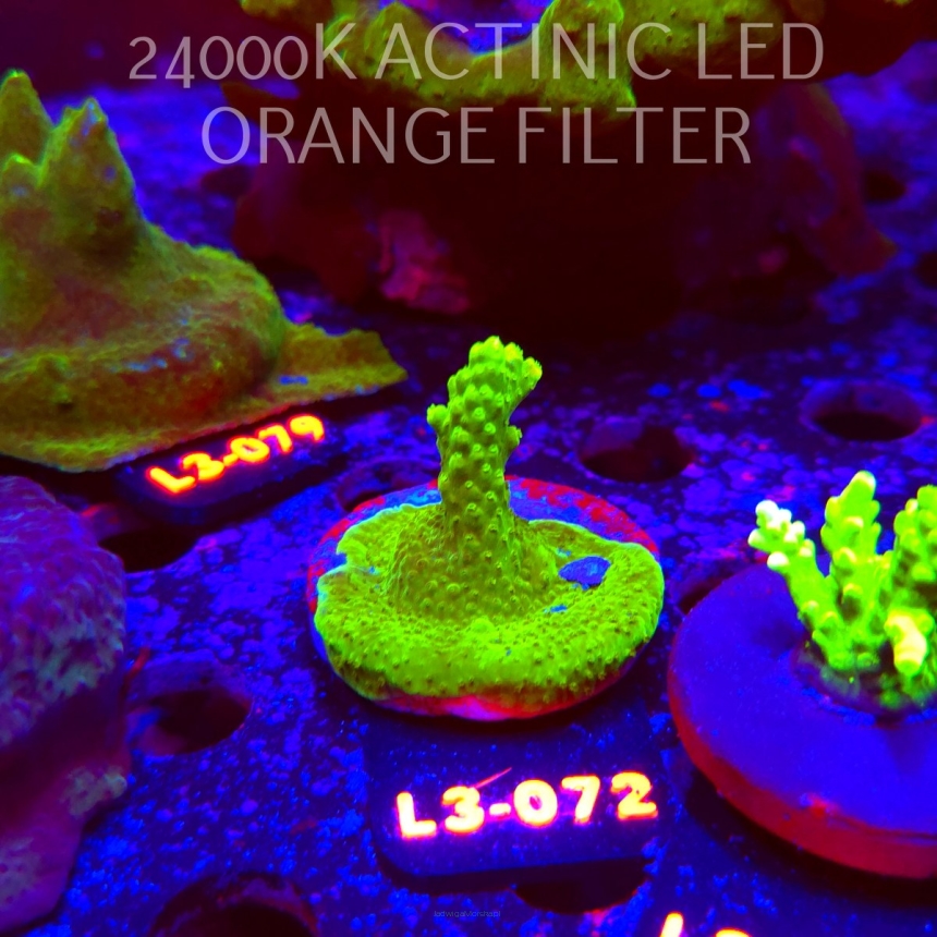 Acropora sp. AUSTRALIA (05.01.2026) L3-072  5cm