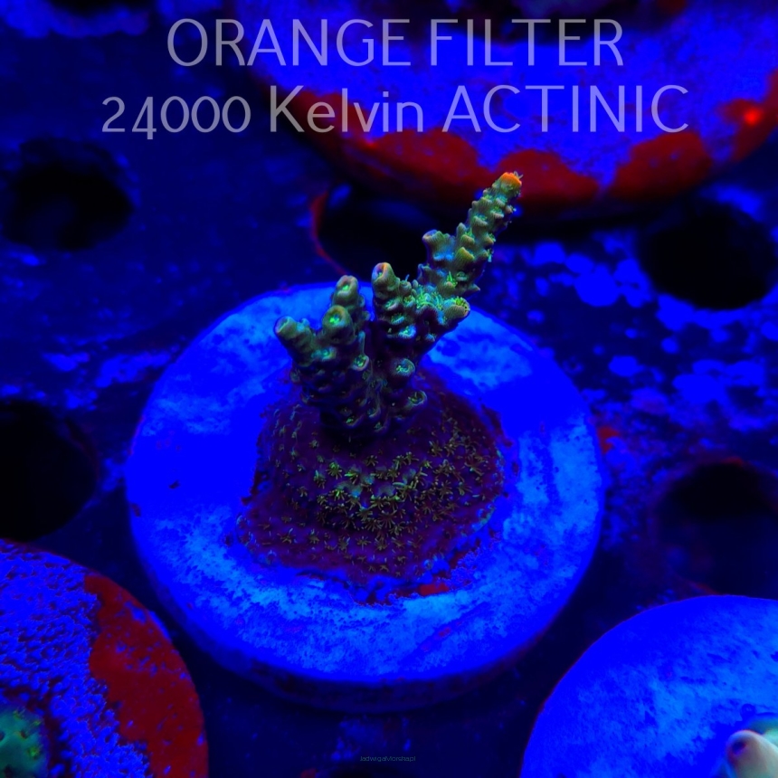 Acropora sp. AUSTRALIA  (21.06.2025) L4-II-12  5cm