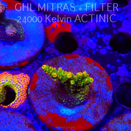 Acropora MILLEPORA SUNSET (20.02.2025) L4-II-12  4cm