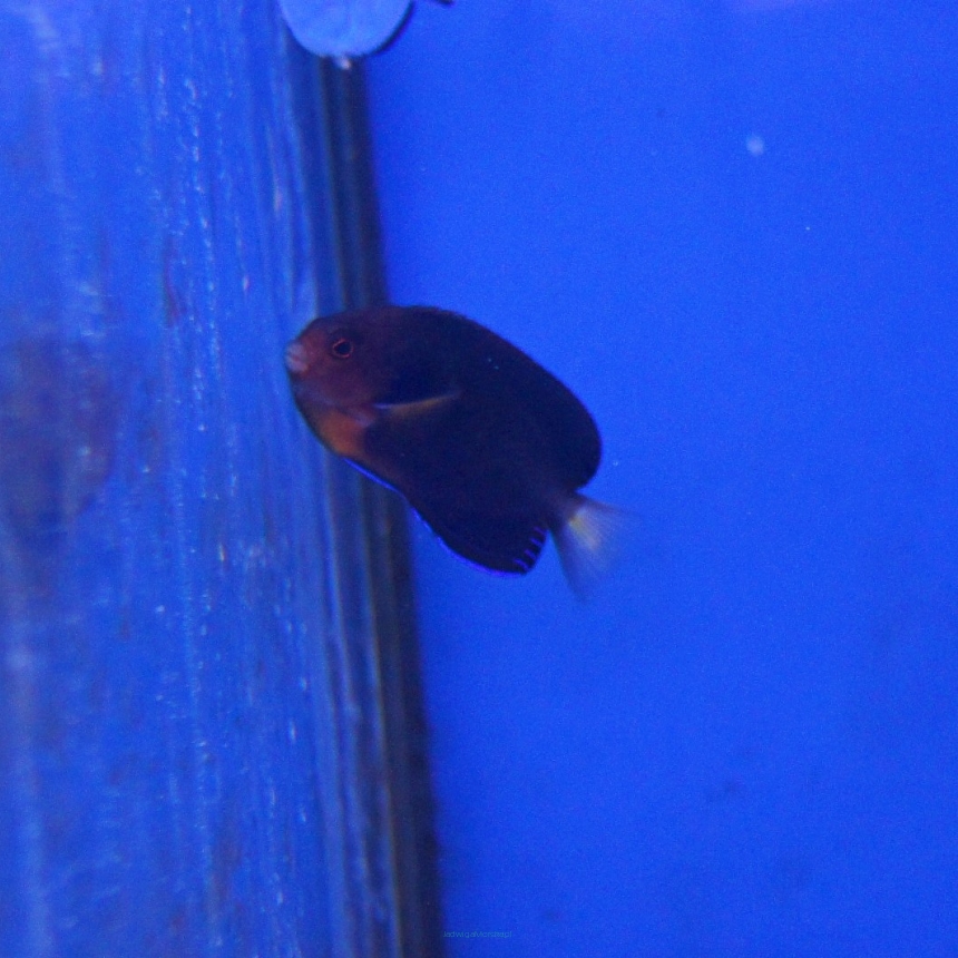 Centropyge flavicauda 4-5 cm