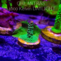 Acropora FOREST FIRE (20.02.2025) L4-III-3  3cm