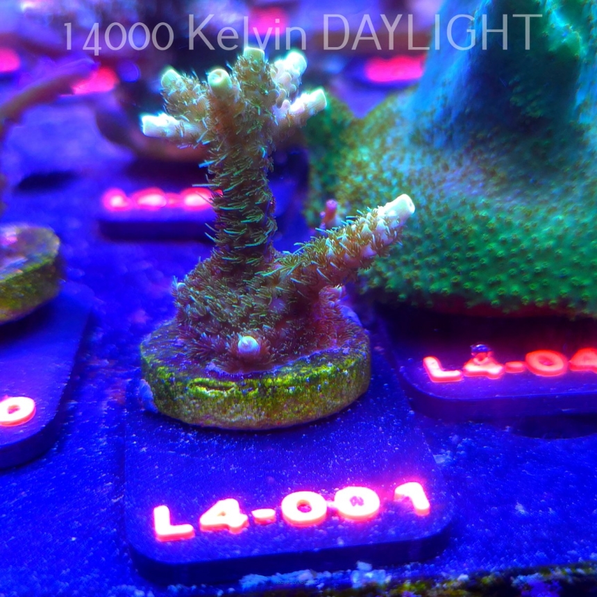 Acropora MILLEPORA SUNSET  (06.01.2026) L4-001  4cm