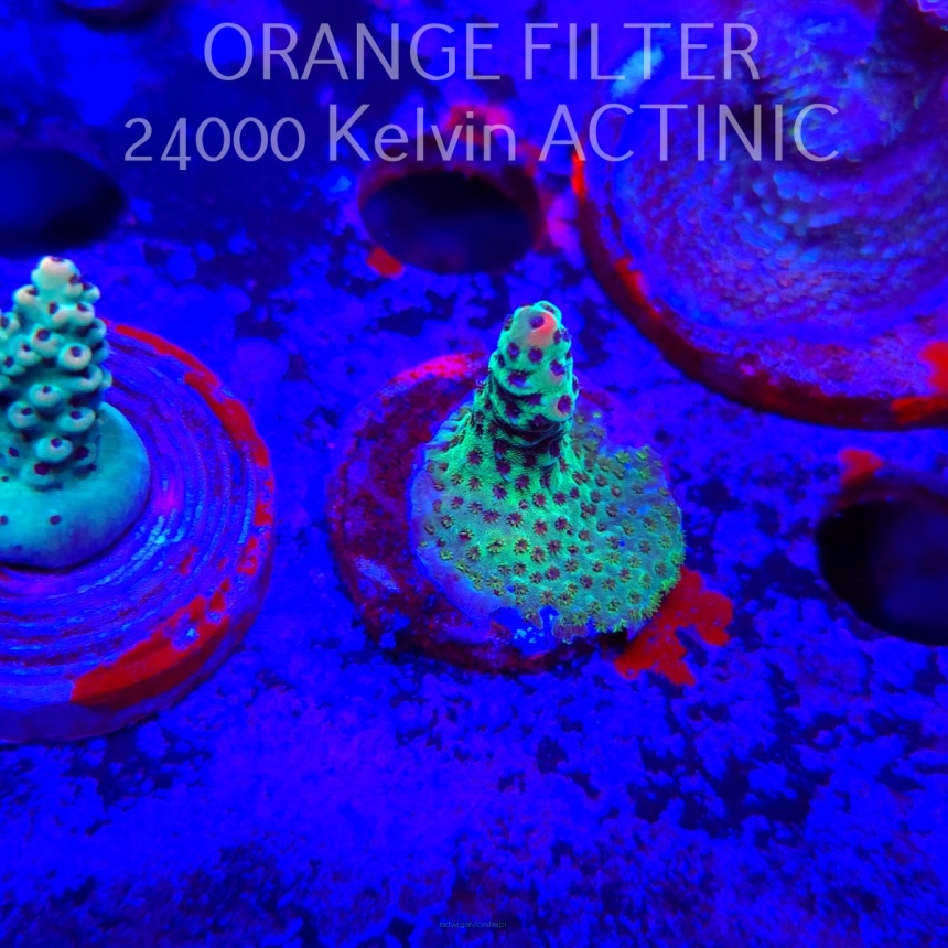 Acropora FOREST FIRE (21.06.2025) L4-III-3  3cm