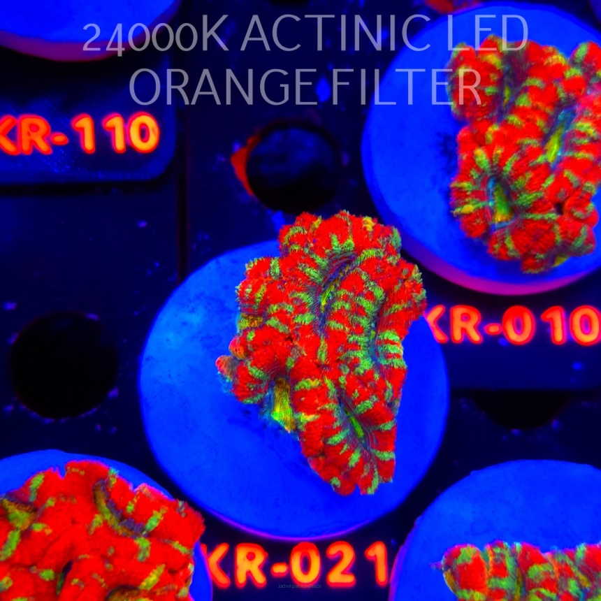 Acanthastrea lordhowensis CHRISTMAS ACAN (03.01.2026) KR-021  4cm