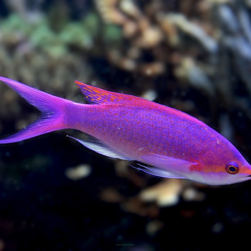 Pseudanthias tuka samica 5-6 cm