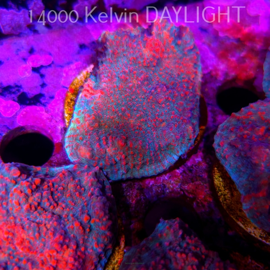 Echinophyllia Lava Rush Chalice (18.05.2025)  5cm