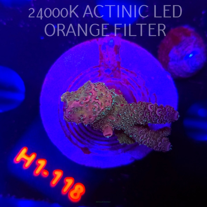 Acropora MILLEPORA PINK FUSION (04.02.2026) H1-118  4cm