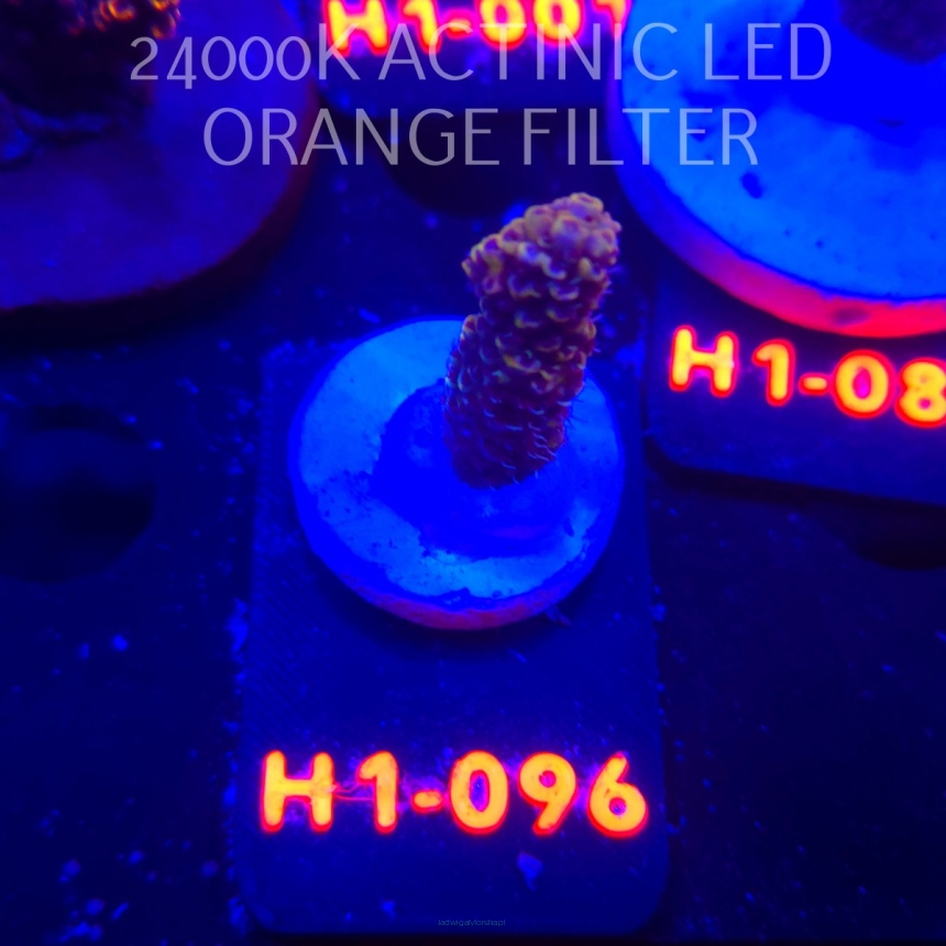 Acropora cytherea GOLD CORAL SEA (25.10.2025) H1-096  3cm