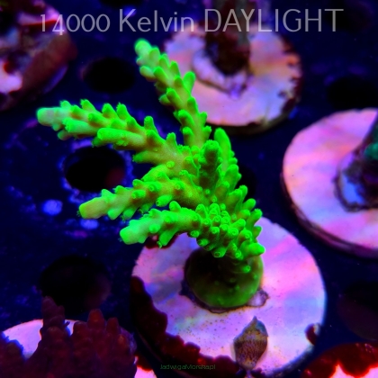 Acropora AUSTERA BANANA (19.06.2025) L3-II-20  9cm