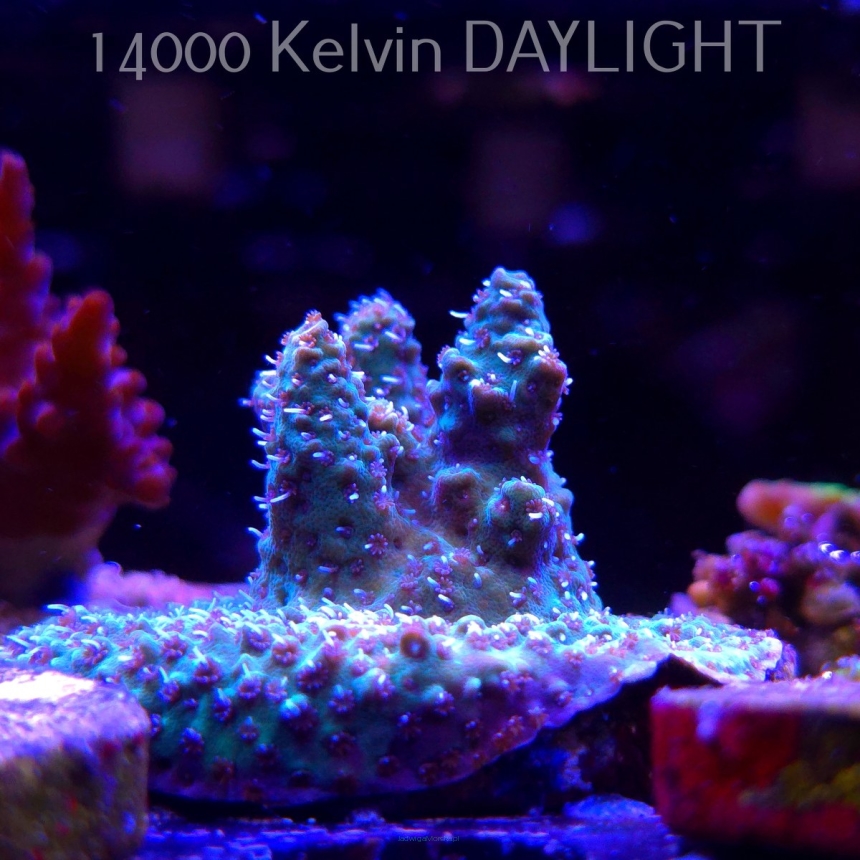Acropora sp. AUSTRALIA (21.06.2025) L4-I-22  5cm