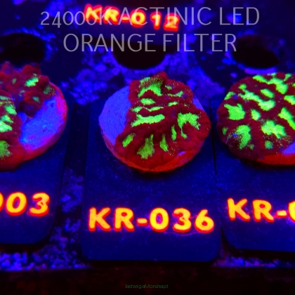 Goniastrea JASON FOX ACI FIRESTORM (10.10.2025) KR-036  3cm