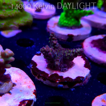 Acropora pinguis BLACK (20.03.2025) L1-II-20  4cm