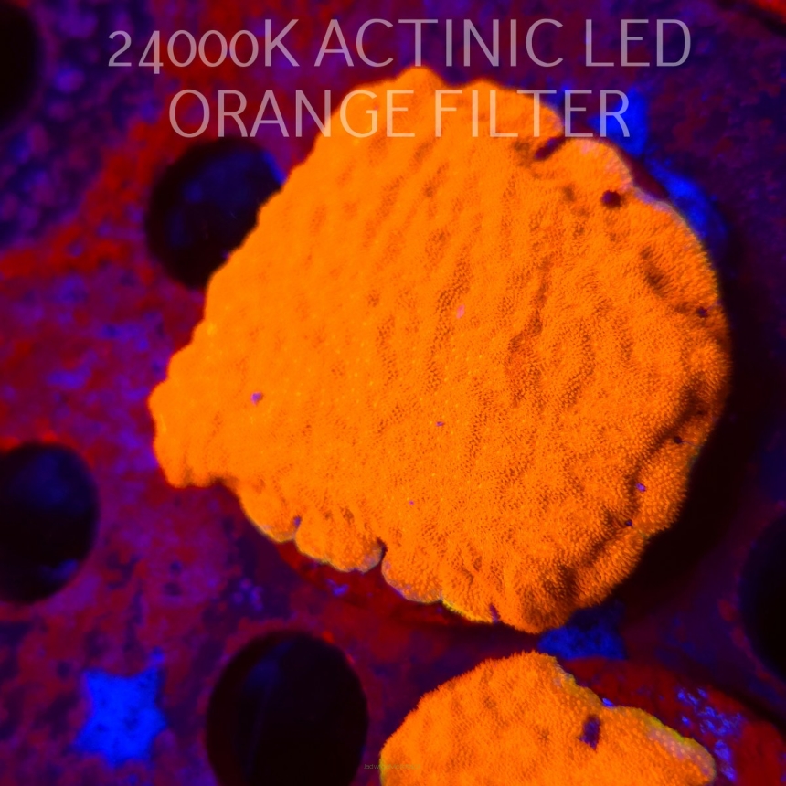 Leptoseris foliosa GOLD (08.11.2025) MM1-I-16  5cm