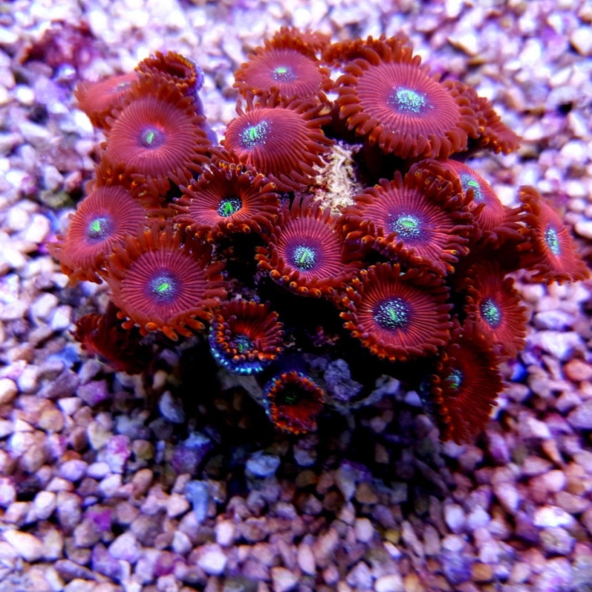 Zoanthus spp. RED GALAXY (20+)