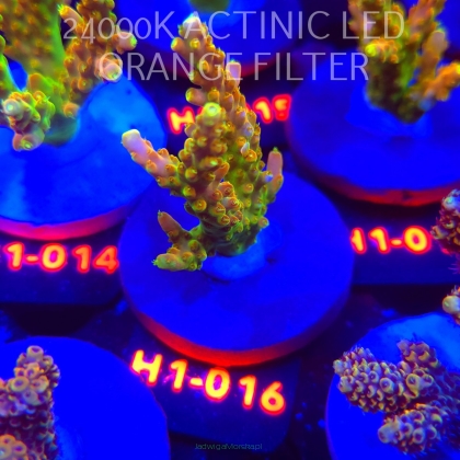 Acropora loripes GOLDEN JAWDROPPER (25.10.2025) H1-016  6cm