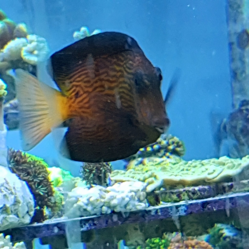 Ctenochaetus Hawaiiensis rozmiar 10-11 cm RARYTAS
